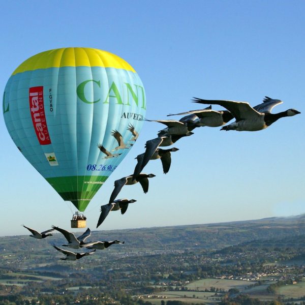 Fly hot air ballon geese
