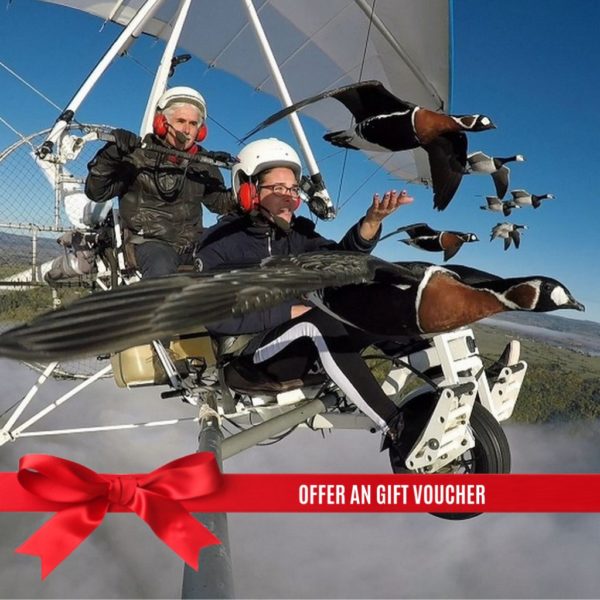 Gift Card Fly wit bird