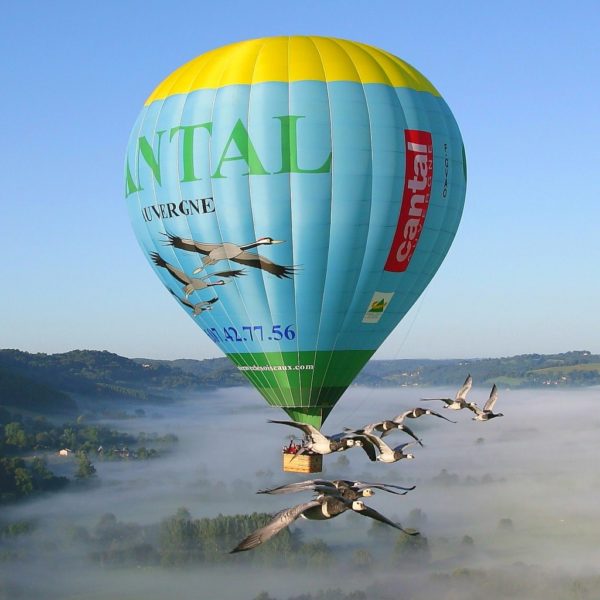Hot air balloon fly with bird