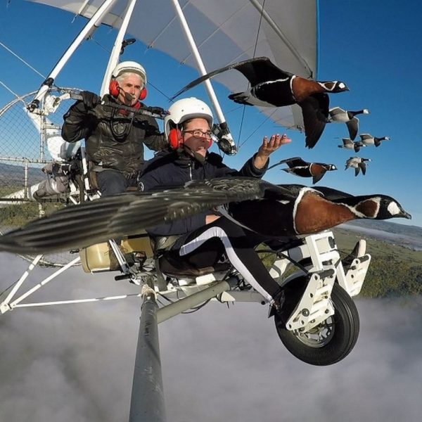 Microlight flight geeseCantal France